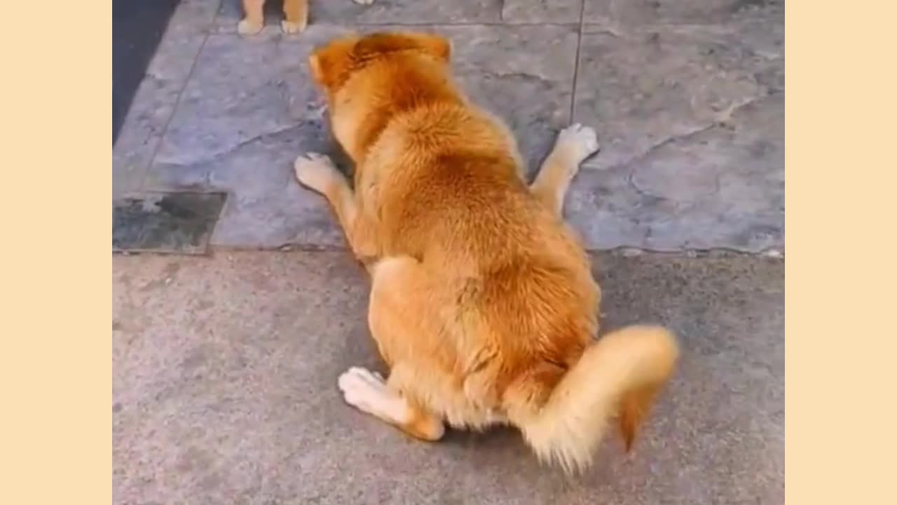 Funny cat and dog video