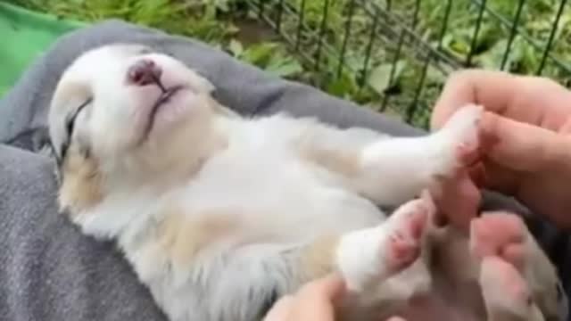 Puppy was slipping.