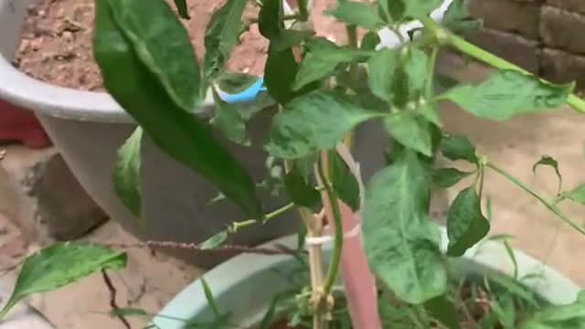 A pepper tree in a pot