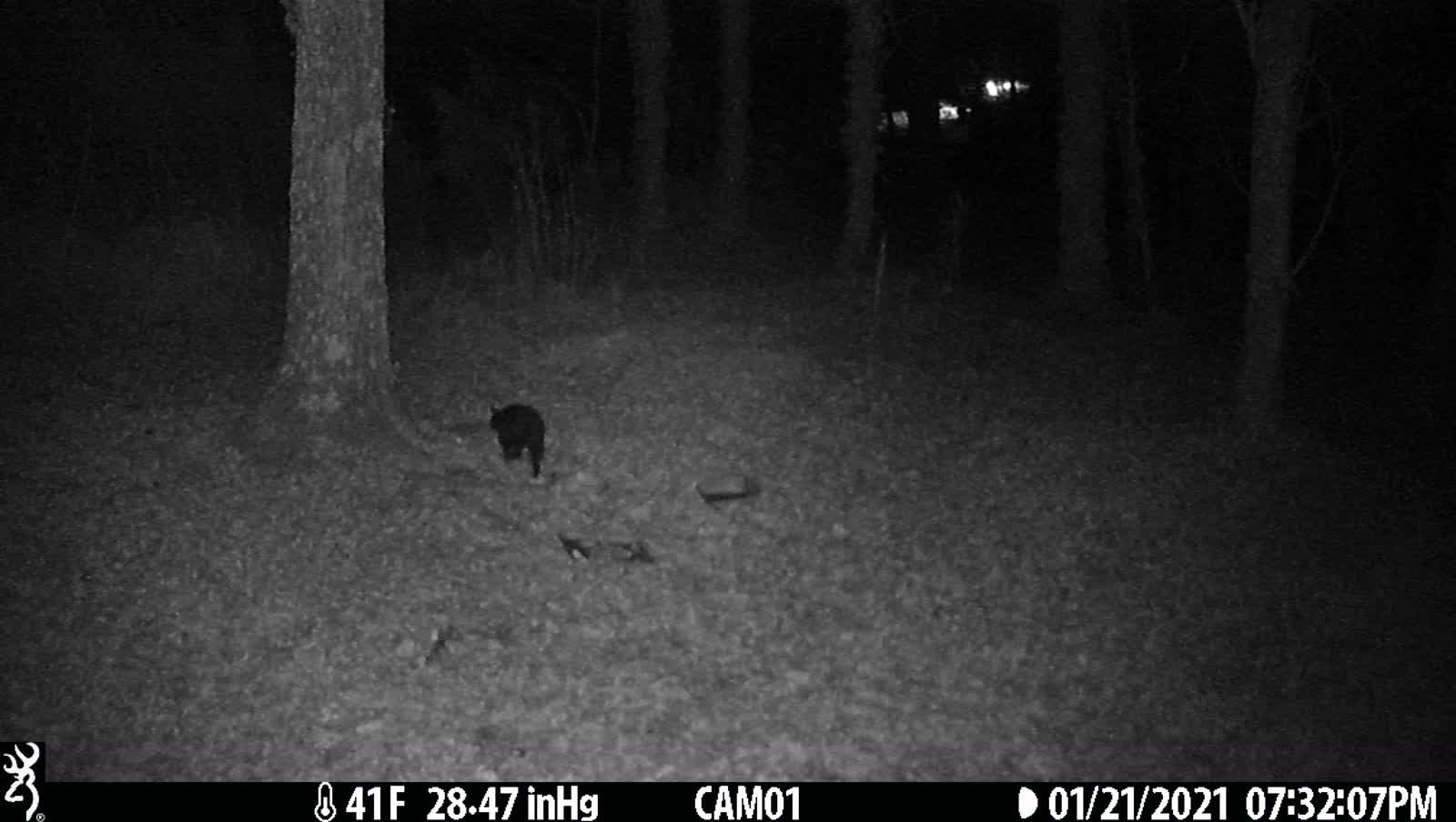 Black cat heads out after it's snack 1-21-21