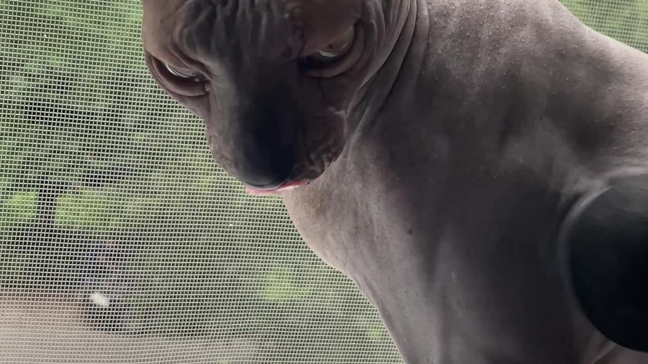 Sphynx Cat Enjoys Massage Gun