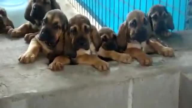 Super Cute Bloodhound Puppies Singing