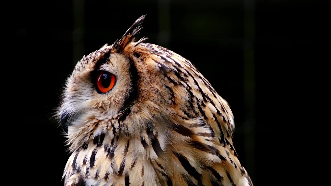 owl