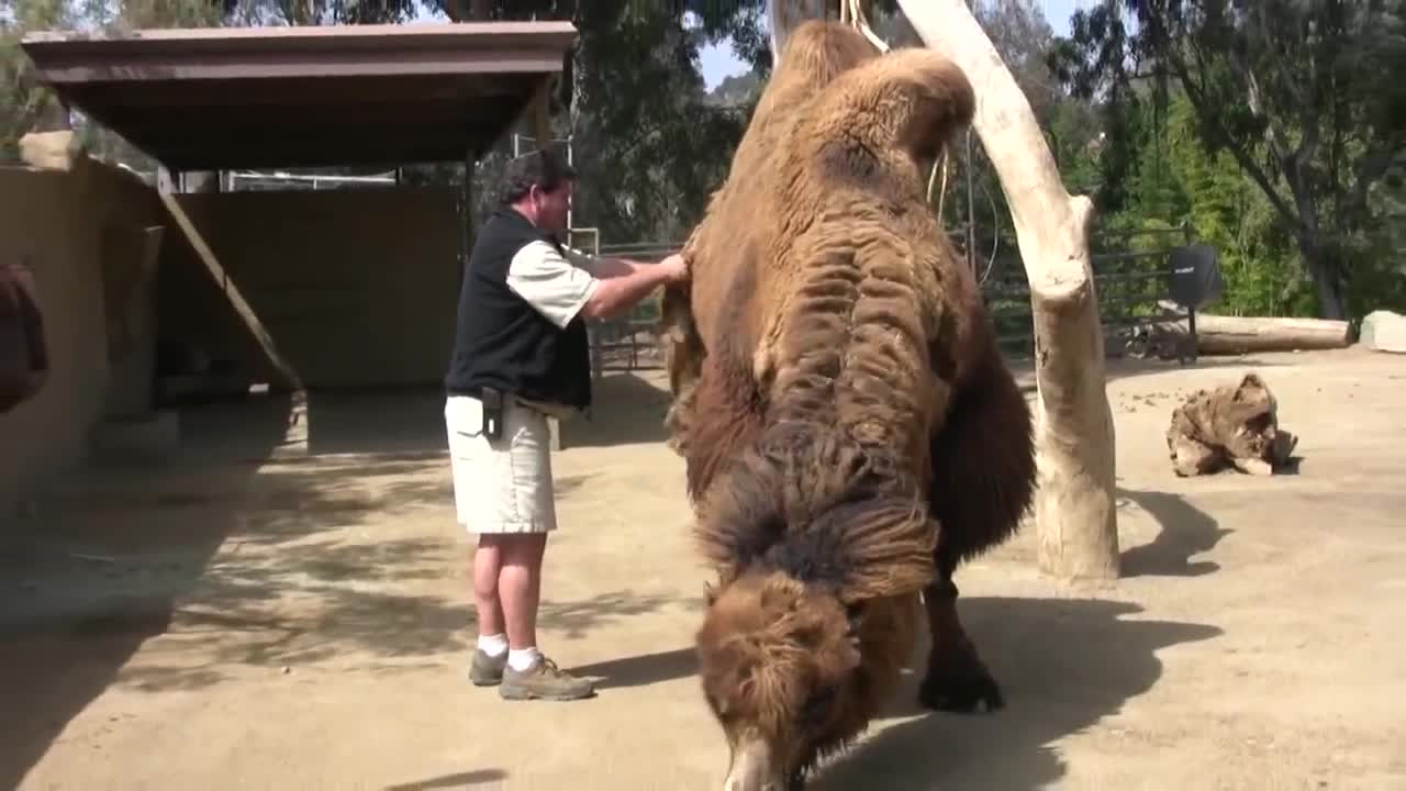 Camels at the San Diego Zoo