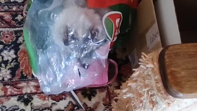 The cat hunts, hiding in ... a TRANSPARENT PACKAGE!