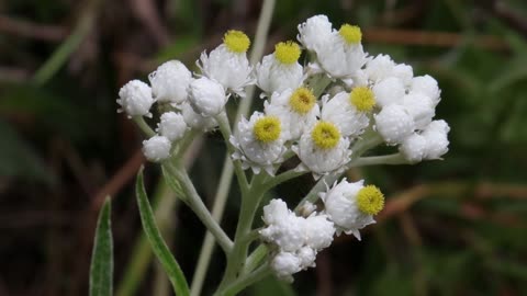 Pearly Everlasting