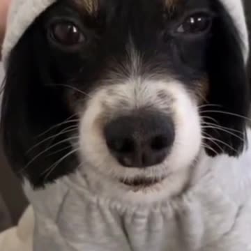 🤣 WHAT IS THIS??? A DOG OR A BAT???? 🤣 #Shorts