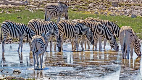 The Incredible World of Zebra's