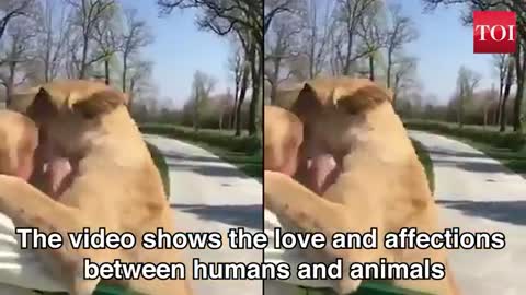 Watch: Lion duo reaction when reunited with their former caretaker