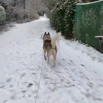 My dog found a stick on a ground