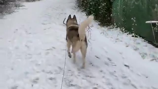 My dog found a stick on a ground