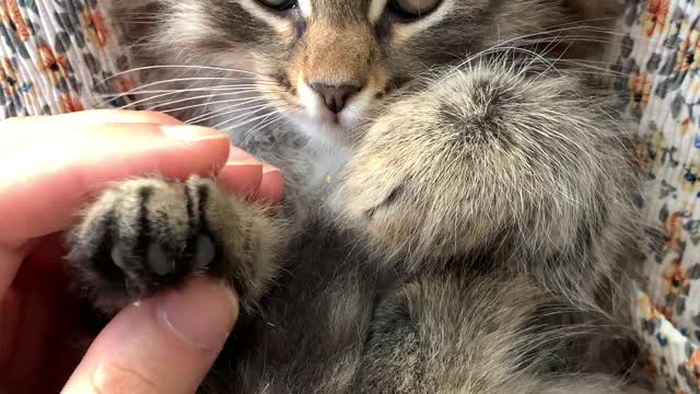 a-person-massaging-the-paws-of-a-kitten
