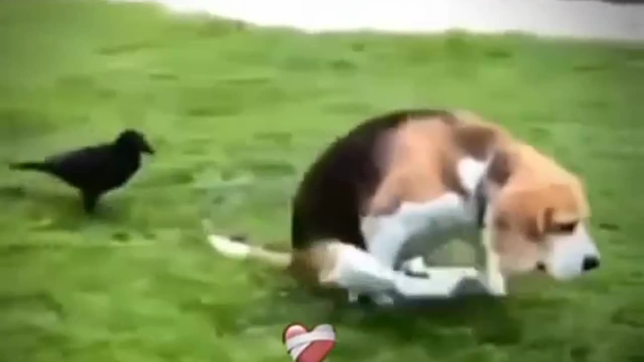 Crow and dog next lvl funny🤣🤣 video