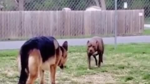 the shepherd dog attacks the pit bull