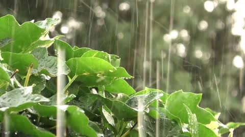 Rain sound to relax and help babies sleep, with a melody in the background