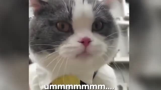 cute cat talking English you belief