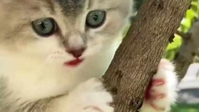 Cute Cat Crying - Finding no way to go