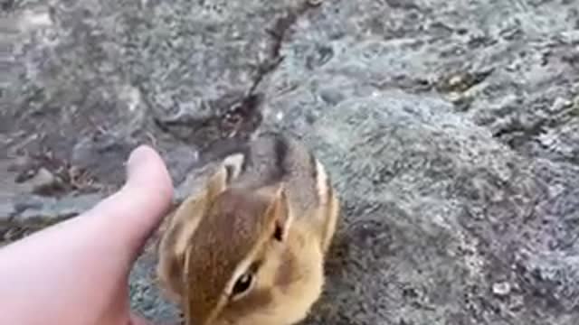 Little squirrel has a BIG appetite