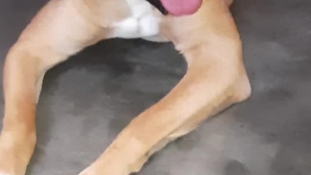 Close Up Of My Pet