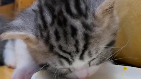 Adorable Feline Frenzy