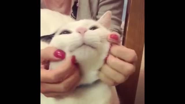 Give the cat a massage