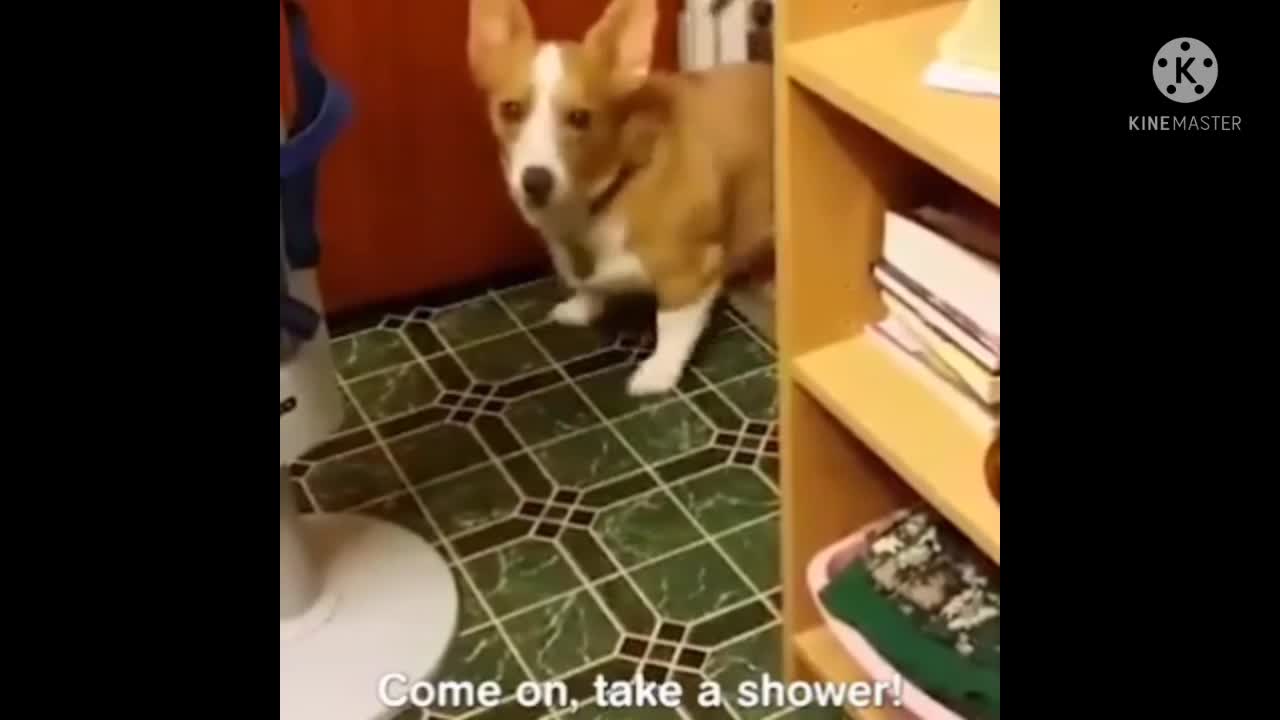 Cute dog