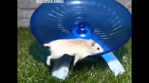 Aww cute animal moments l funny animal video complisation l funny moment