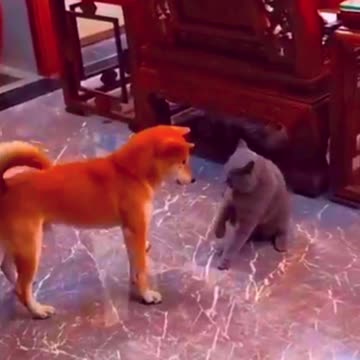 tente não rir com animais engraçados...