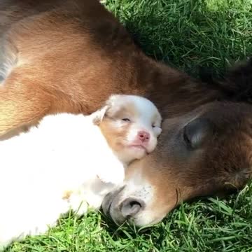 Puppy adorably naps alongside foal