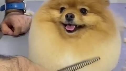 Dog Gets His Groom On, and LOVES It!!!