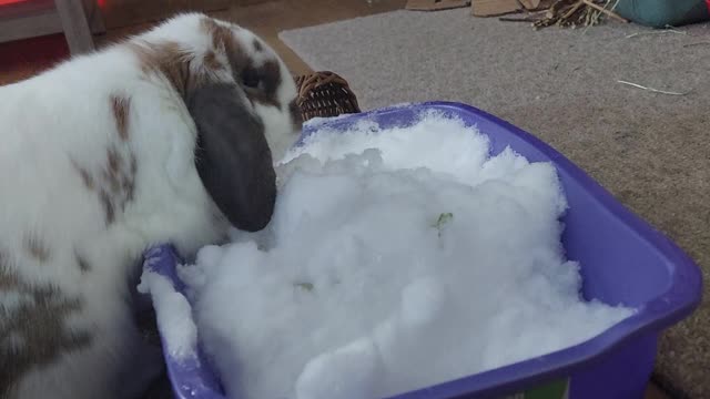 Carrots gets to check out snow for the first time