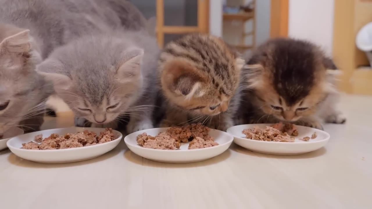 Kittens will meow and get angry if you take too long to feed them