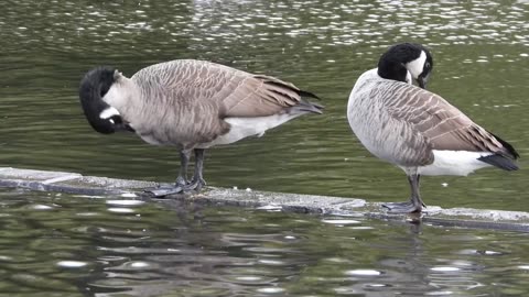 Two Ducks Standing by the Pond