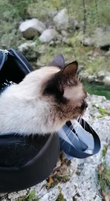 Cuddling my cat by the river