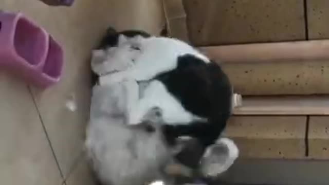 cute cat fighting, bullying, racist !!??