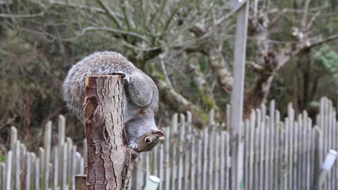 See this very attractive squirrel