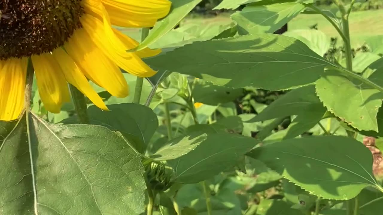 Mr. Bee Pollinating Sunflowers 🌻