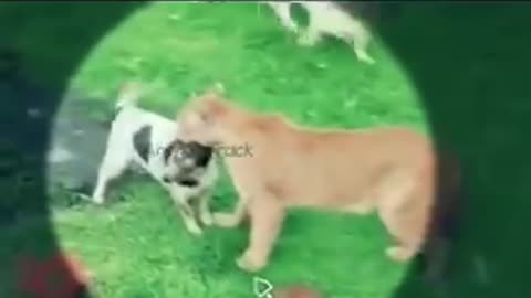 Dog Vs Cheetah