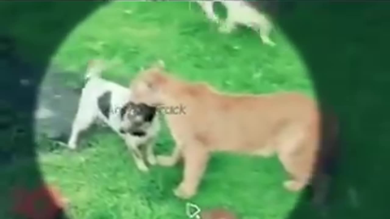 Dog Vs Cheetah