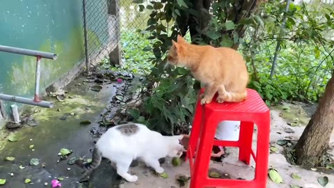 Cute Kittens - Funny and Cute Cat Videos Compilation 2024