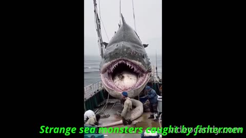 Strange sea monsters caught by fishermen 🐬🎣