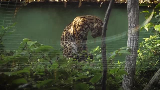 Asian Leopard Cat In Zoo Habitat