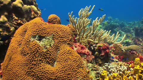 Fish caress coral reefs in the depths of the sea