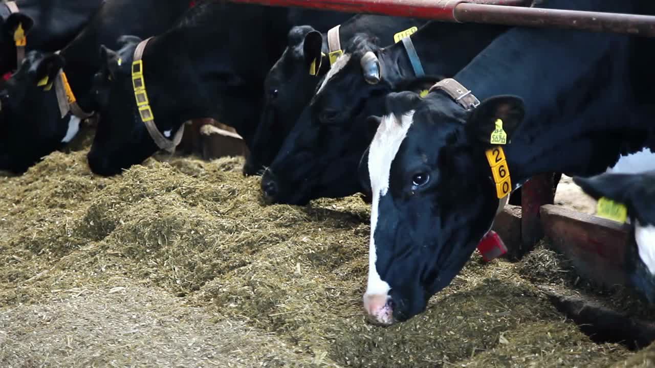 Cows eat sillage on farm