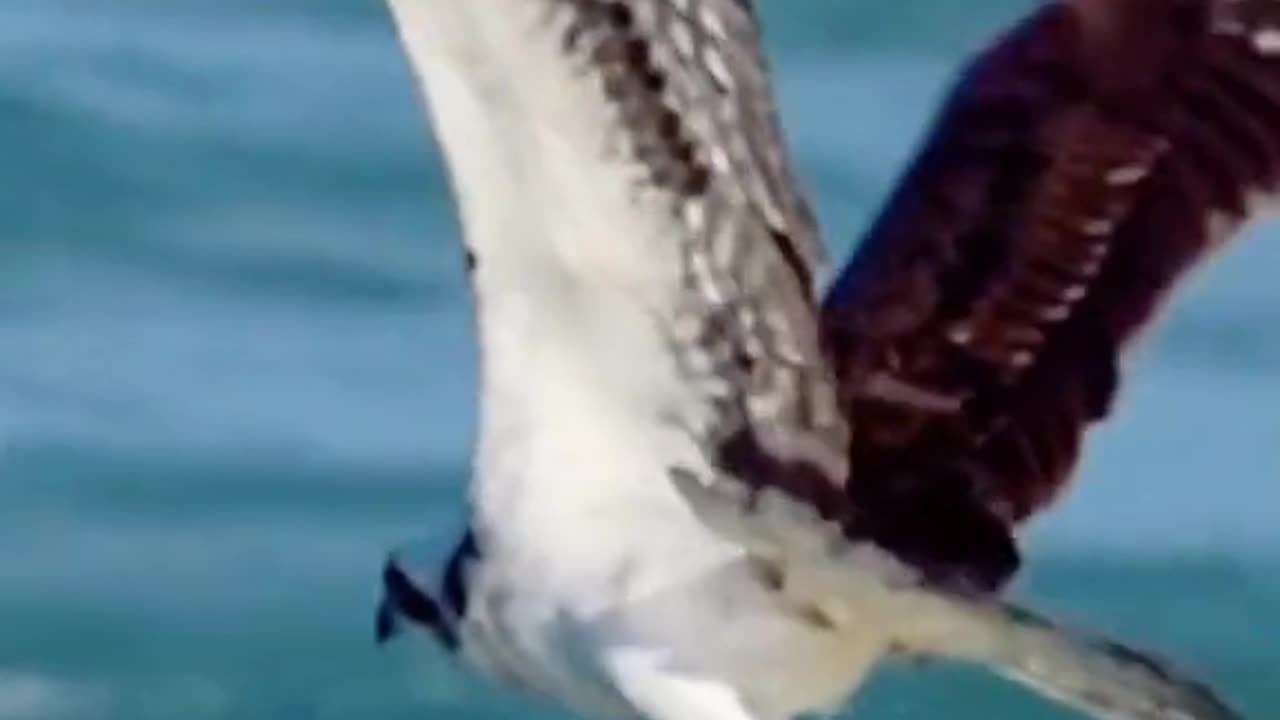 Eagle attack