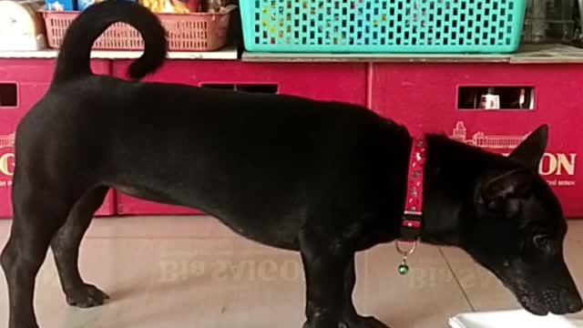 clip del perro más delicioso del mundo