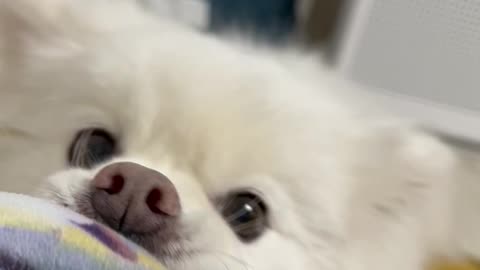 tug play