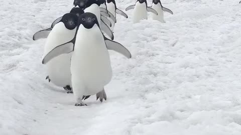 March of the Penguins.