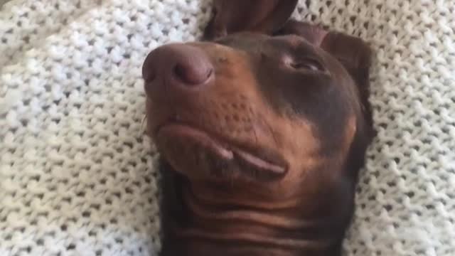 Brown dog laying down in bed getting scratched by owner