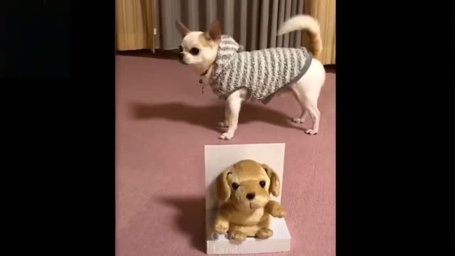 Cute sweet and funny PETS